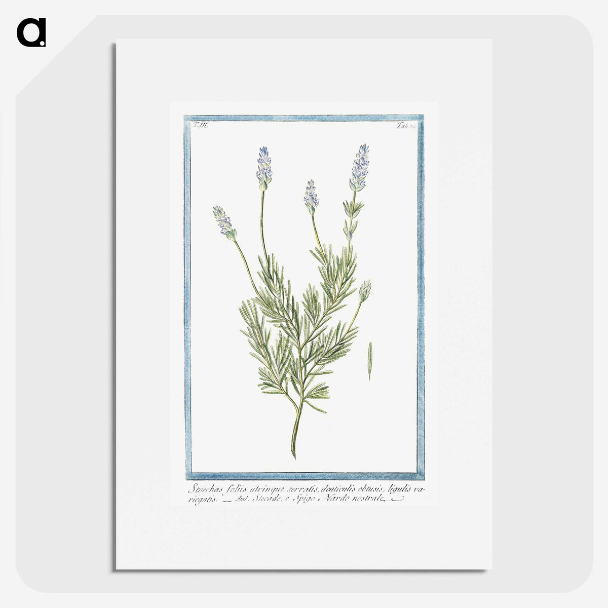1-16_Hortus-Romanus-Botanical-Plates_picture