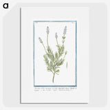 1-16_Hortus-Romanus-Botanical-Plates_picture