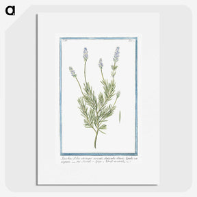 1-16_Hortus-Romanus-Botanical-Plates_picture