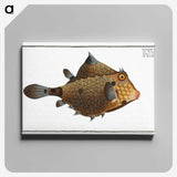 1-16_Ichtyologie-ou-Histoire-naturelle_canvas