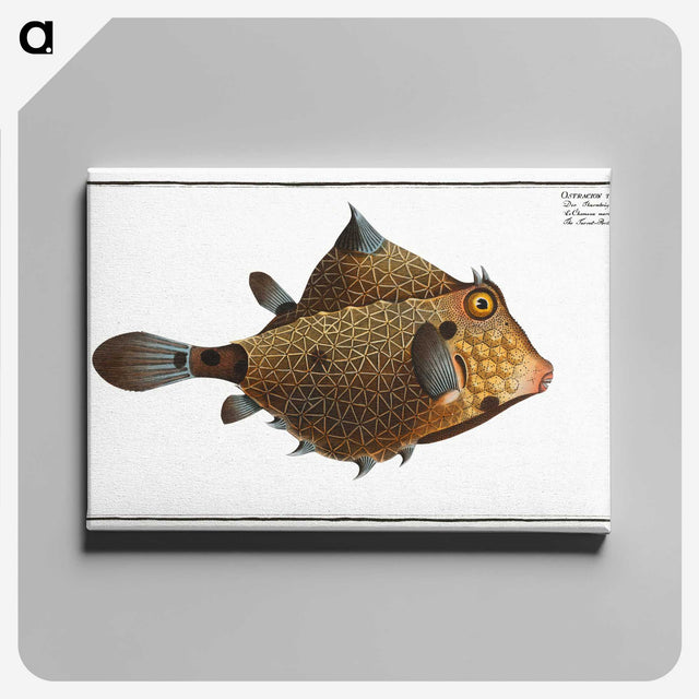 1-16_Ichtyologie-ou-Histoire-naturelle_canvas