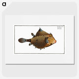 1-16_Ichtyologie-ou-Histoire-naturelle_picture