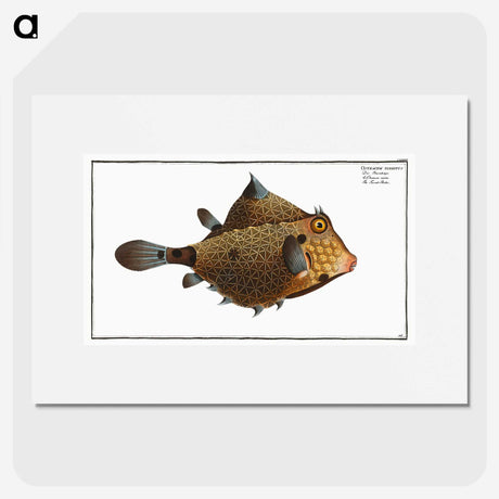 1-16_Ichtyologie-ou-Histoire-naturelle_picture
