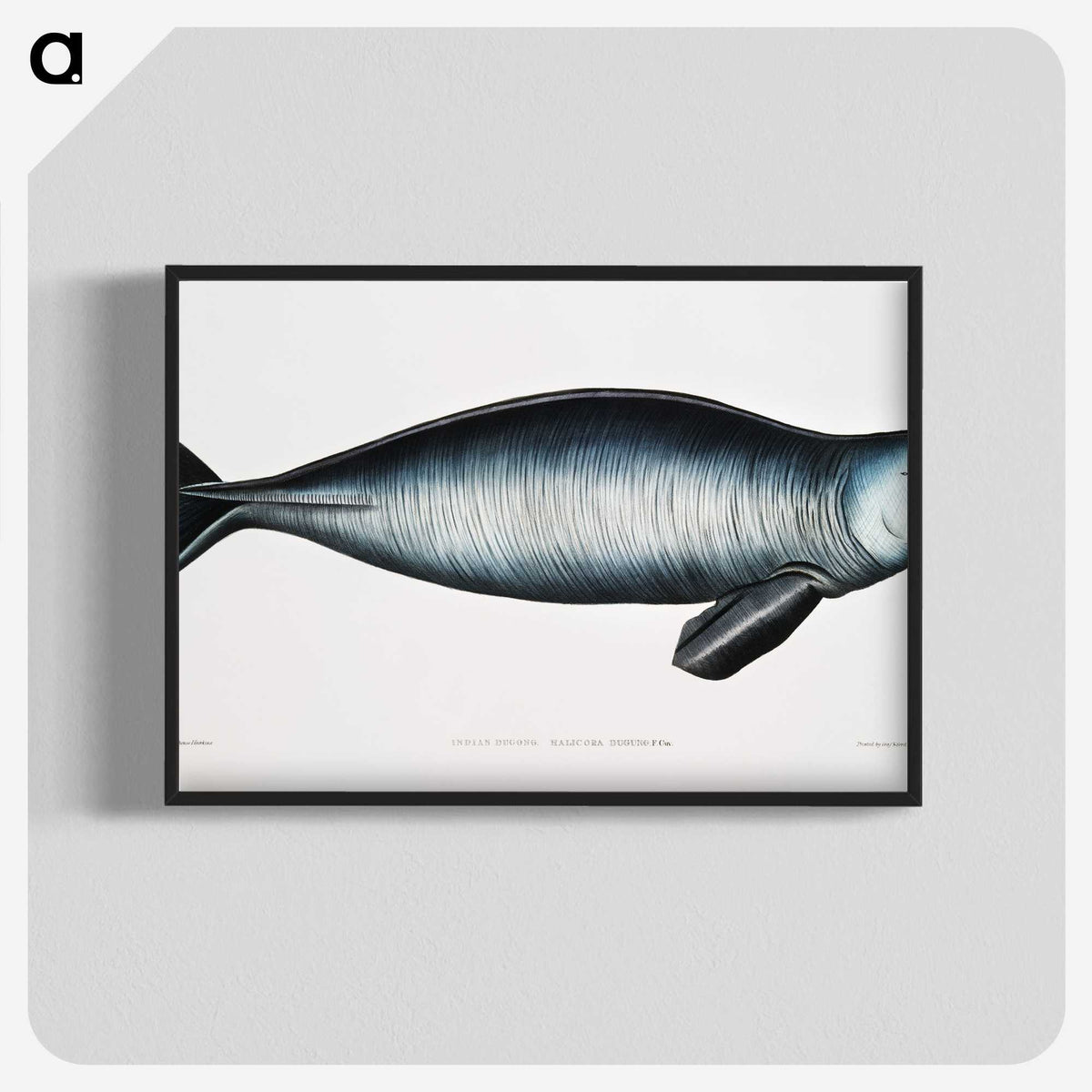 1-16_Indian-Zoology_blk-crop
