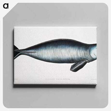 1-16_Indian-Zoology_canvas