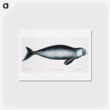 1-16_Indian-Zoology_hagaki