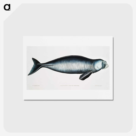 1-16_Indian-Zoology_hagaki