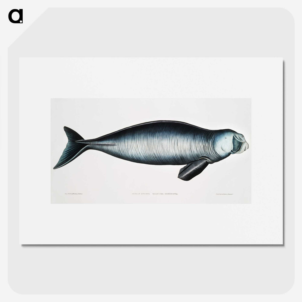 1-16_Indian-Zoology_picture