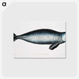 1-16_Indian-Zoology_postcard