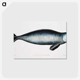1-16_Indian-Zoology_postcard