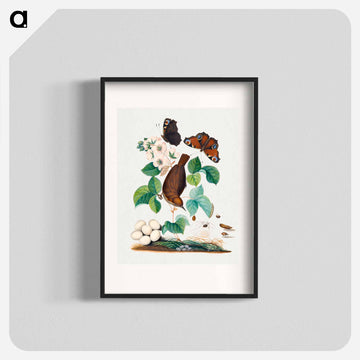 Anna Blackburne's Natural History
 - ジェームズ ボルトン Poster.