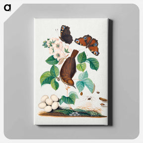 アートパネル-Anna Blackburne's Natural History
 - ジェームズ ボルトン Canvas.