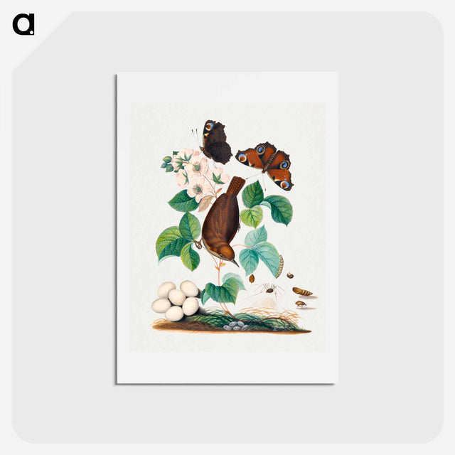 アートポストカード-Anna Blackburne's Natural History
 - ジェームズ ボルトン Postcard.