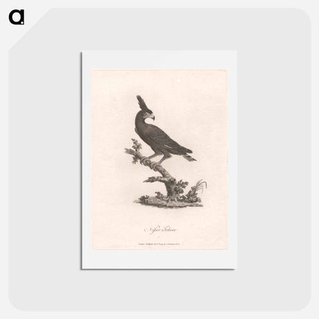 アートポストカード-Nisser Tokoor
 - ジェームス ヒース Postcard.