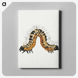1-16_Jan-Van-Kessel_canvas