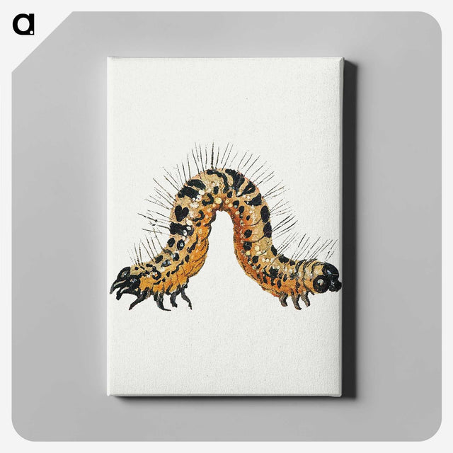 1-16_Jan-Van-Kessel_canvas