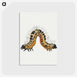1-16_Jan-Van-Kessel_postcard