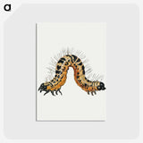 1-16_Jan-Van-Kessel_postcard
