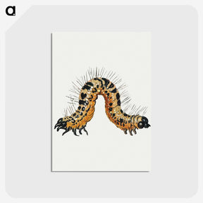 1-16_Jan-Van-Kessel_postcard