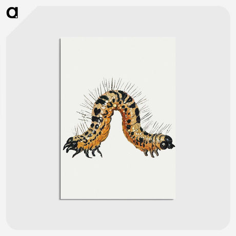 1-16_Jan-Van-Kessel_postcard