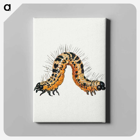 アートパネル-Caterpillar from Insects and Fruits
 - ヤン ファン ケッセル Canvas.