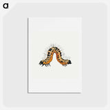 アートポストカード-Caterpillar from Insects and Fruits
 - ヤン ファン ケッセル Postcard.