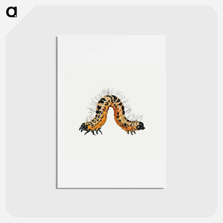 アートポストカード-Caterpillar from Insects and Fruits
 - ヤン ファン ケッセル Postcard.
