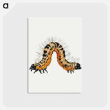 アートポストカード-Caterpillar from Insects and Fruits
 - ヤン ファン ケッセル Postcard.