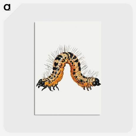 アートポストカード-Caterpillar from Insects and Fruits
 - ヤン ファン ケッセル Postcard.