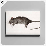 アートパネル-Dead rat - ジャン ベルナール Canvas.
