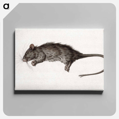 アートパネル-Dead rat - ジャン ベルナール Canvas.