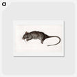 アートポストカード-Dead rat - ジャン ベルナール Postcard.