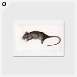 アートポストカード-Dead rat - ジャン ベルナール Postcard.