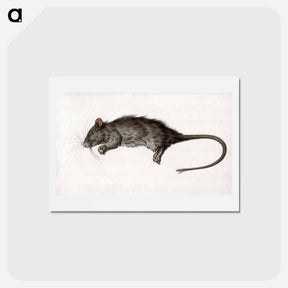 アートポストカード-Dead rat - ジャン ベルナール Postcard.