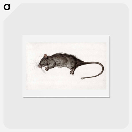 アートポストカード-Dead rat - ジャン ベルナール Postcard.