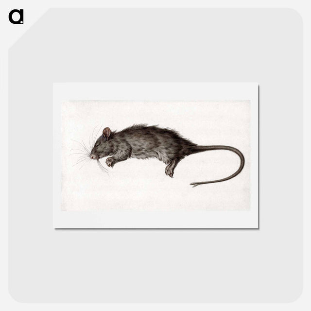アートポストカード-Dead rat - ジャン ベルナール Postcard.