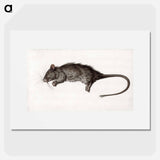 Dead rat - ジャン ベルナール Poster.