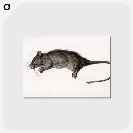 アートポストカード-Dead rat - ジャン ベルナール Postcard.