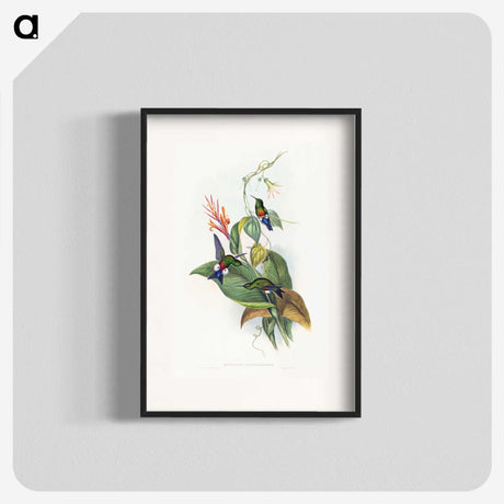 1-16_John-Gould_blk