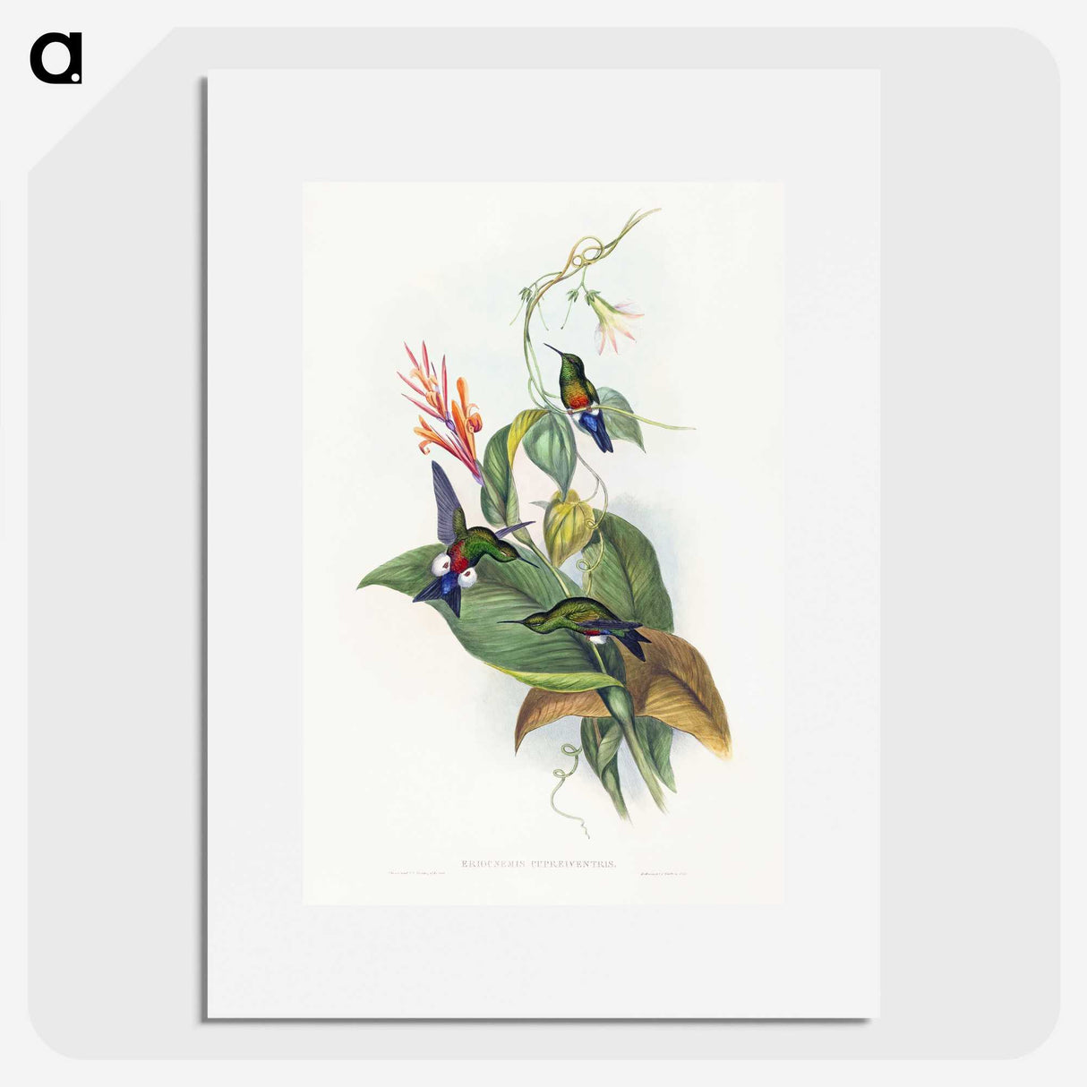 1-16_John-Gould_picture