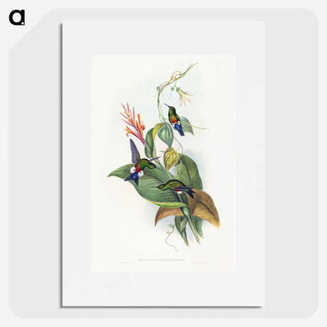 1-16_John-Gould_picture