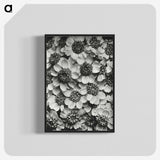 1-16_Karl-Blossfeldt_blk-crop