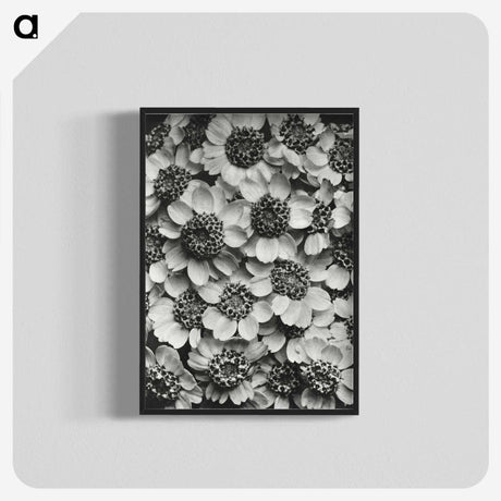 1-16_Karl-Blossfeldt_blk-crop