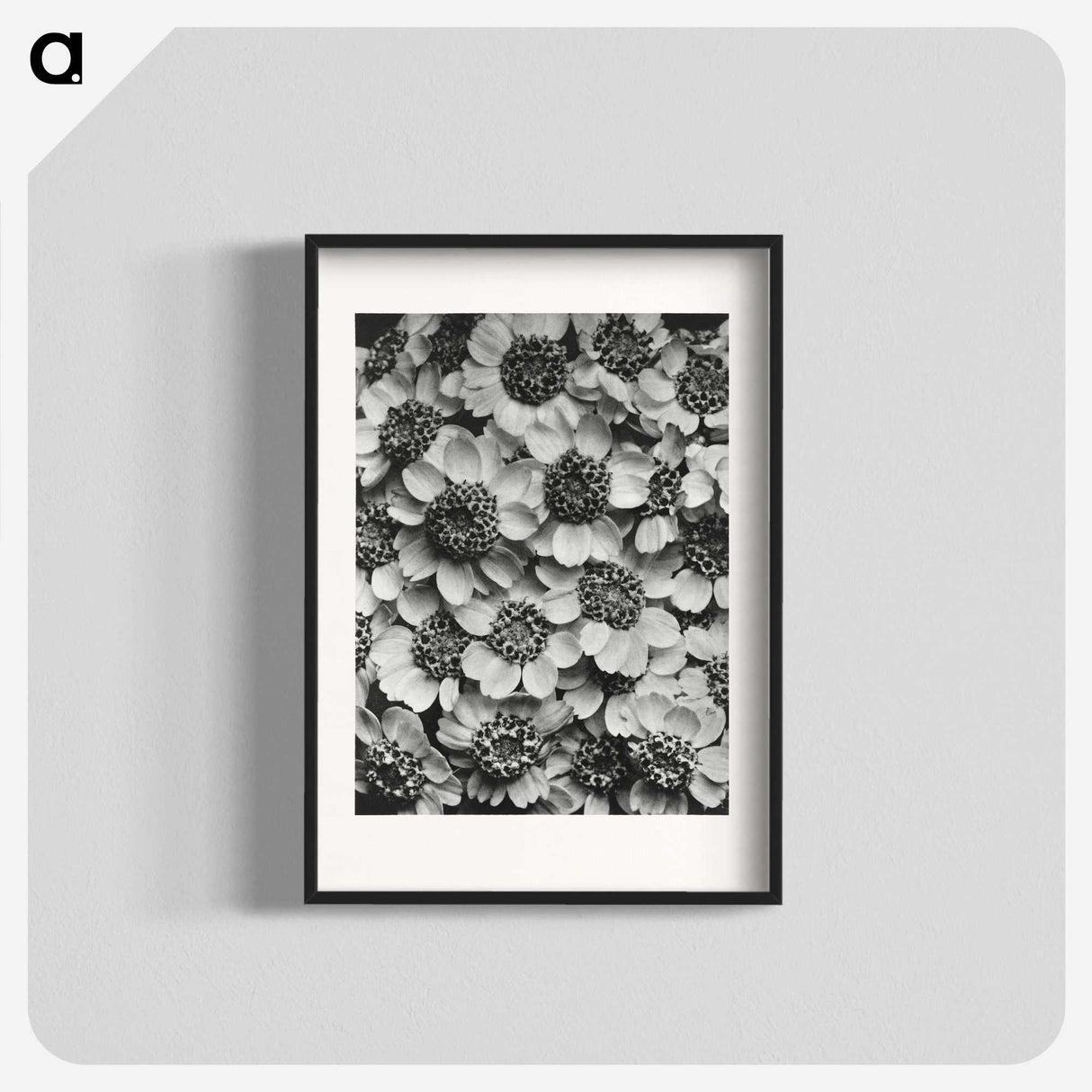 1-16_Karl-Blossfeldt_blk