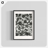 1-16_Karl-Blossfeldt_blk