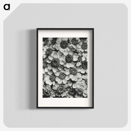 1-16_Karl-Blossfeldt_blk