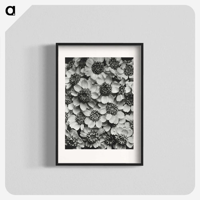 1-16_Karl-Blossfeldt_blk