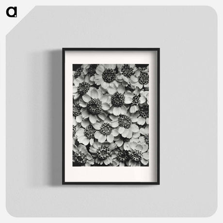 アートポスター-Achillea Clypeolata - カール ブロスフェルト Poster.