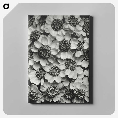 1-16_Karl-Blossfeldt_canvas