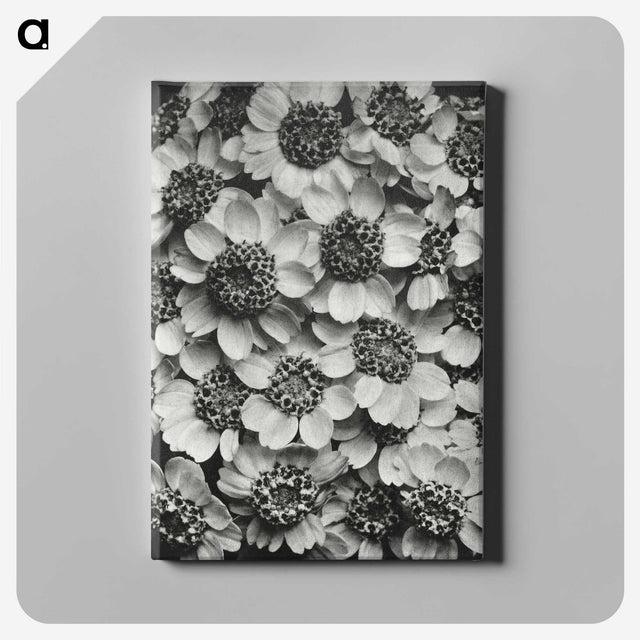 1-16_Karl-Blossfeldt_canvas